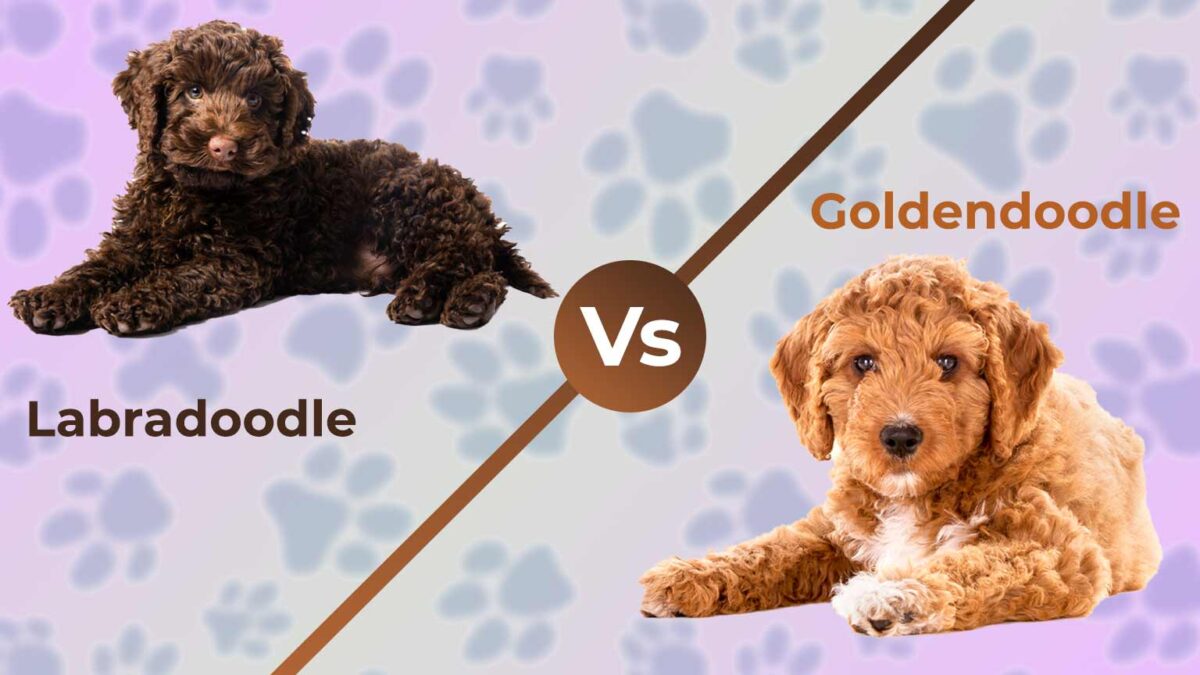 Labradoodle vs. Goldendoodle: Which is the Perfect Pet?