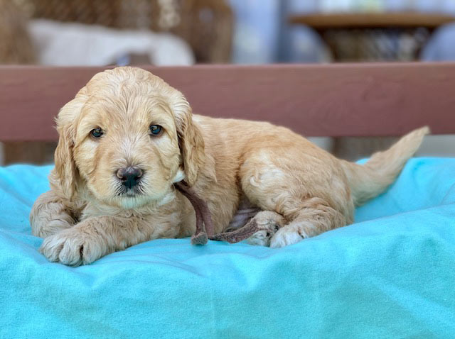 mini goldendoodles for sale in maryland