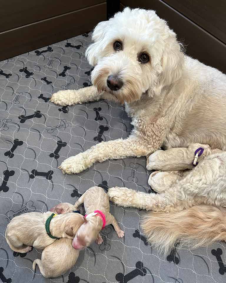white goldendoodle with newborn puppies