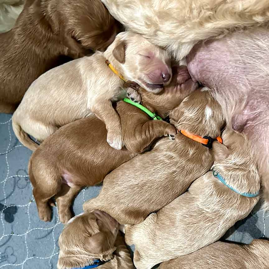 newborn Goldendoodle puppies nursing