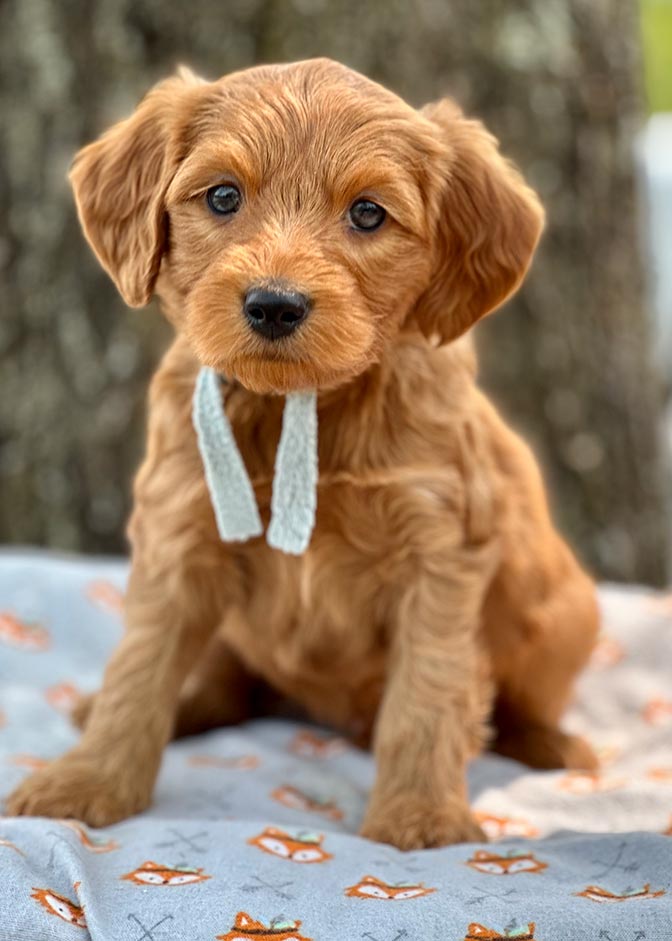 golden doodle puppy red in color