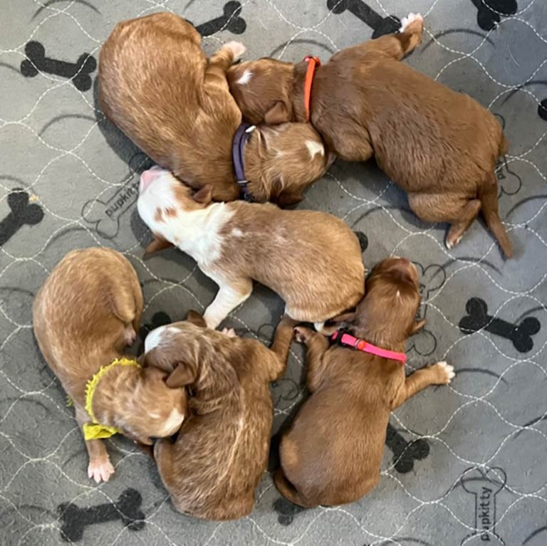 litter of newborn mini goldendoodles at fox creek farm