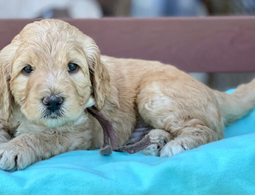 How Much Should You Pay For a Quality Goldendoodle Puppy?