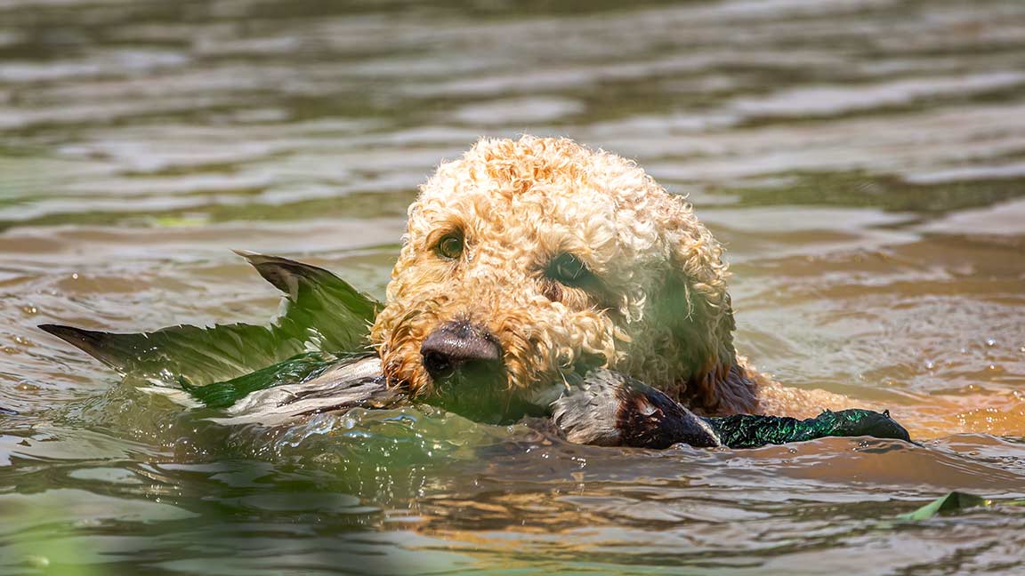 goldendoodle retrieving a duck for its hunter