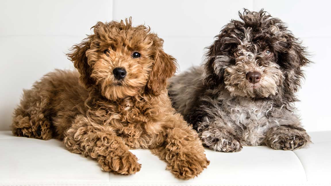 two goldendoodle mini in brown and merle