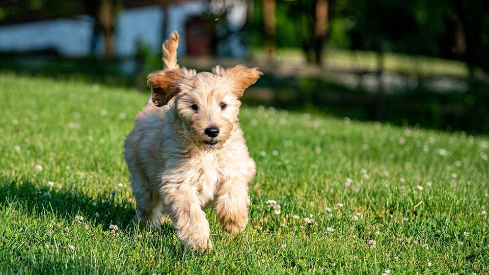 mini goldendoodle at fox creek farm in Virginia