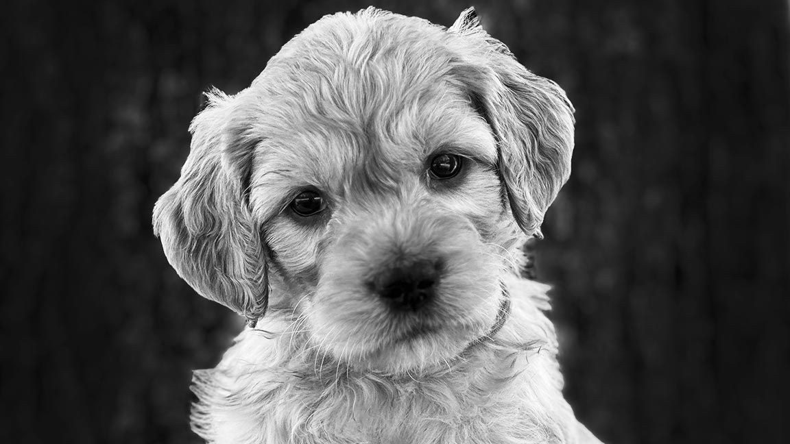 mini goldendoodle puppy looking so cute in black and white