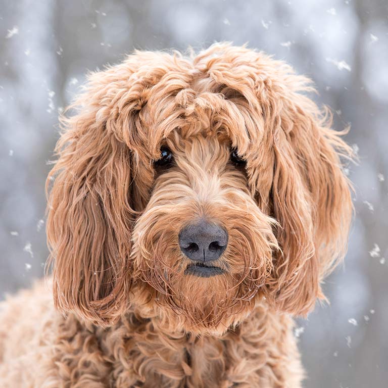 goldendoodle in snow