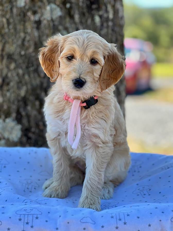 Mini Goldendoodle puppy sitting up at Fox Creek Farm