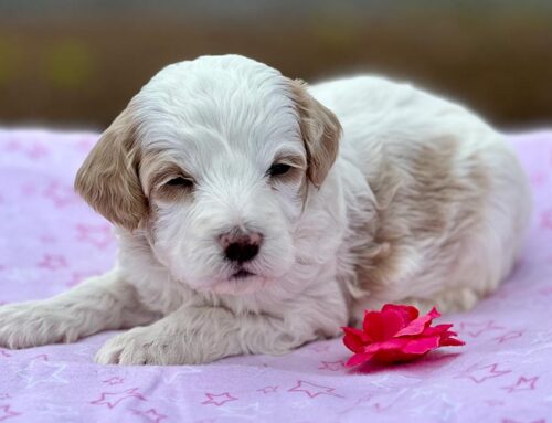 Choosing the Best Goldendoodle Puppy for Adoption