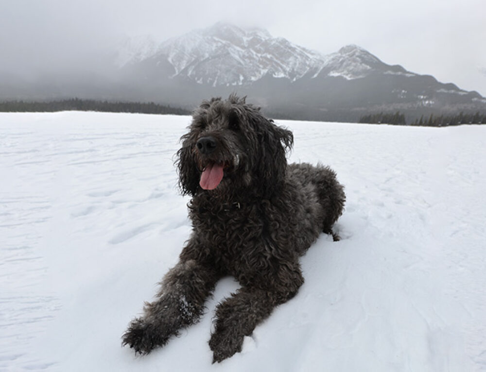 Training Goldendoodles A Guide For Your Puppy’s First Year