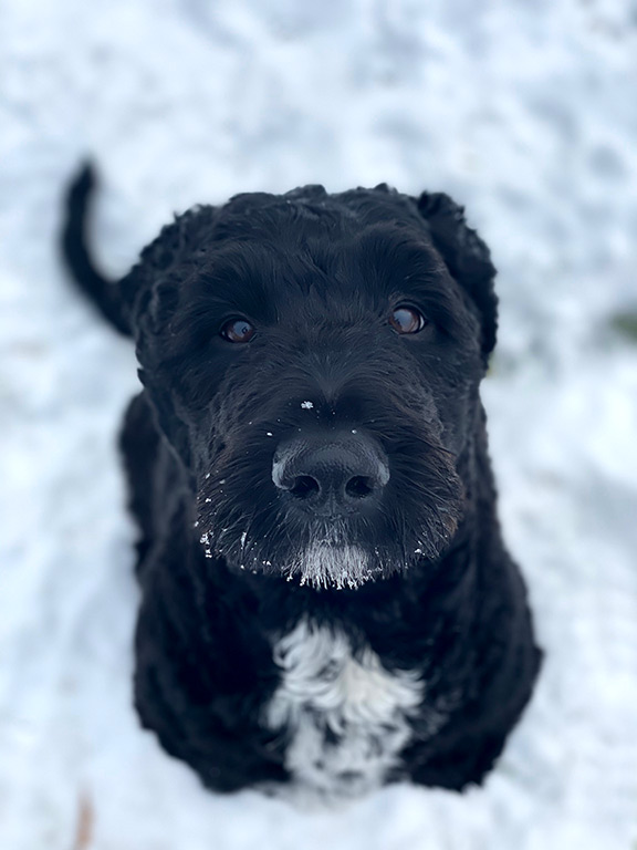 Black Goldendoodle sitting in snow, picture taken from above at Fox Creek Farm in Virginia