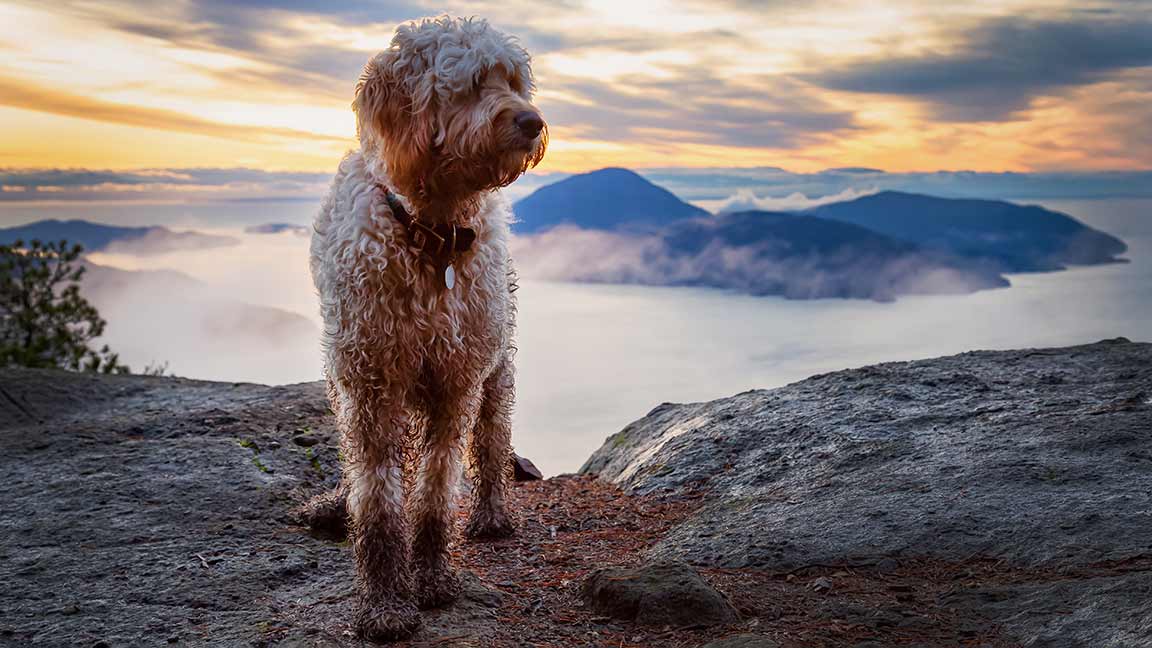 Virginia Goldendoodle at sunset in the mountains