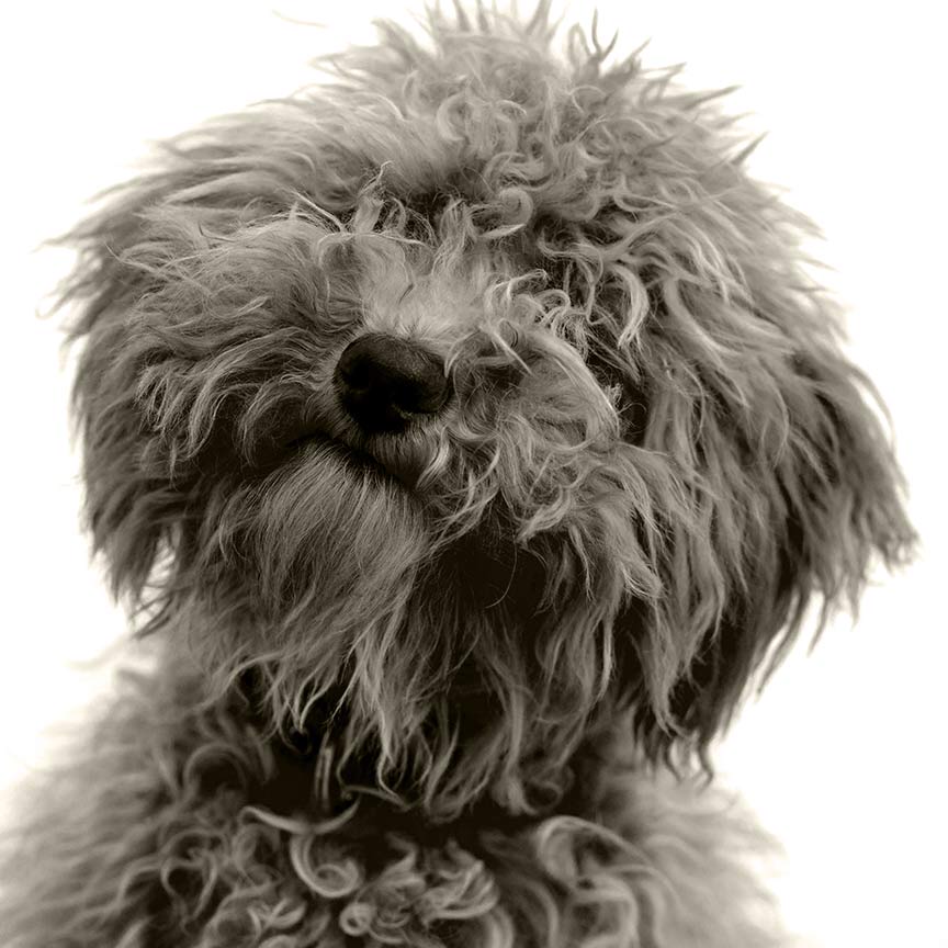 A shaggy Goldendoolde preparing for a trim at a Virginia Grooming spa.