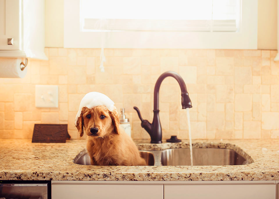 Goldendoodle getting a bath in the sink in a Virginia home