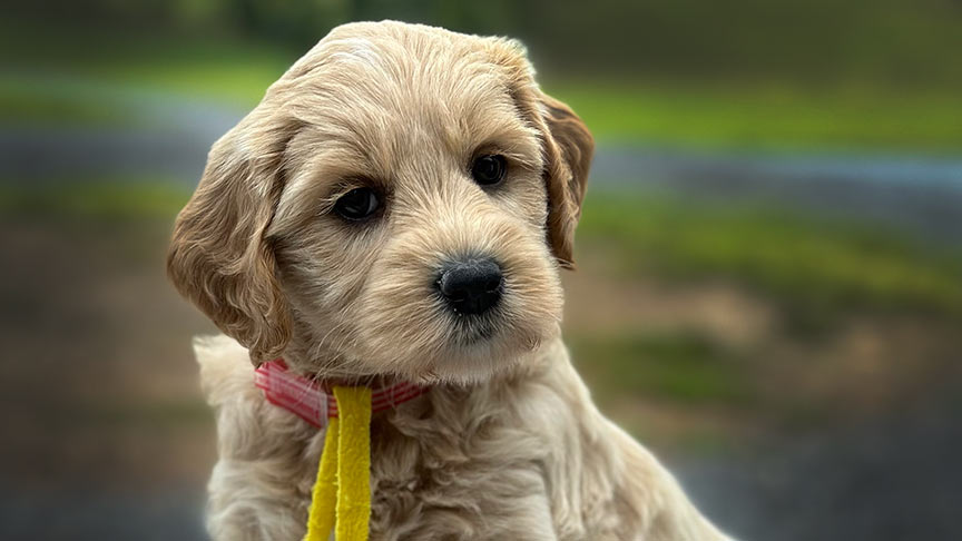 cute little blong mini goldendoodle puppy 6 weeks old