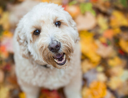 What are F1B Goldendoodles, and are they Hypoallergenic?  