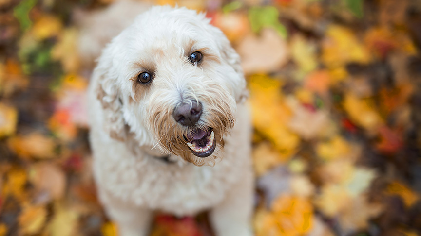 f1b goldendoodle sitting in fall leaves at Fox Creek Farm in Virginia