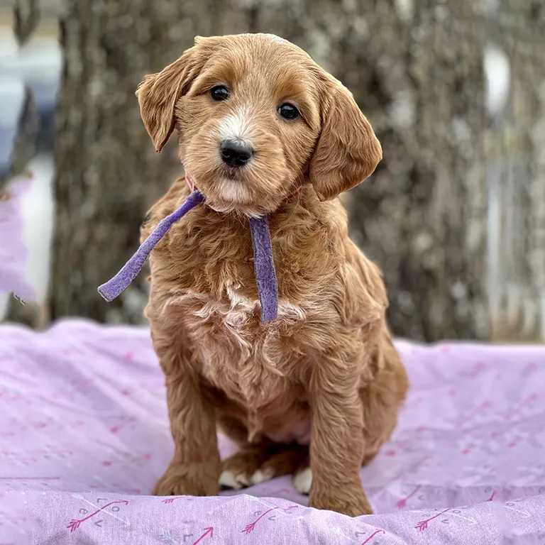 Fox Creek Farm Mini Goldendoodle Puppy for Sale