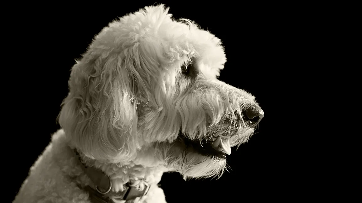 goldendoodle at fox creek farm in black and white
