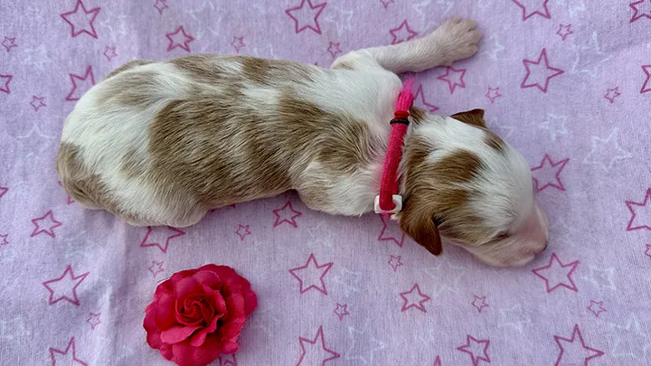 newborn parti colored goldendoodle puppy on pink blanket