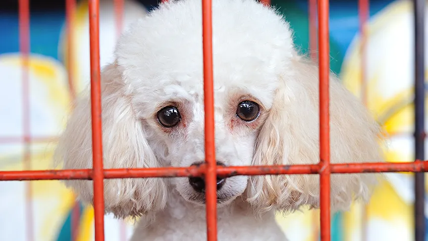poodle in cage at puppy broker