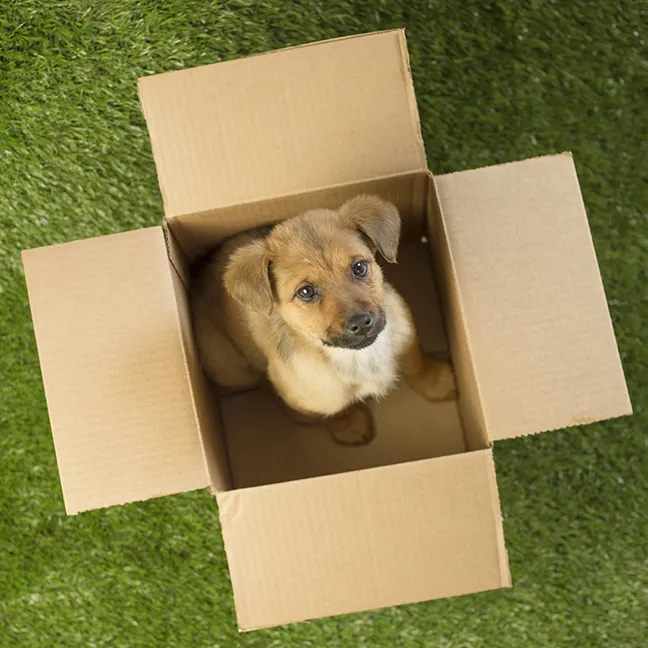 puppy in box from puppy broker
