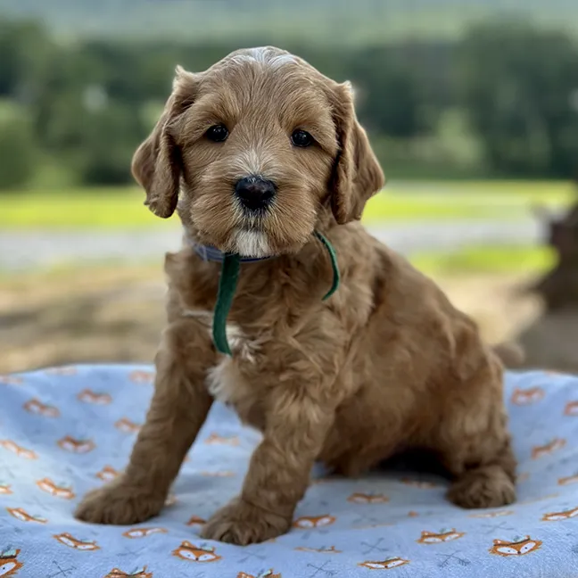 red 6 week goldendoodle puppy from Fox Creek Farm