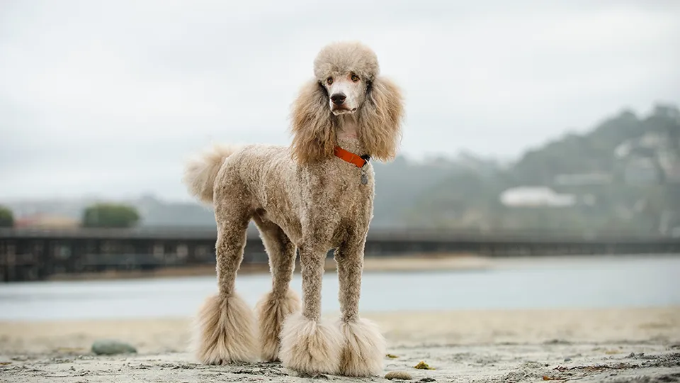 standard poodle blond in color