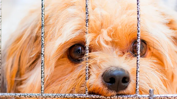 sad puppy in cage