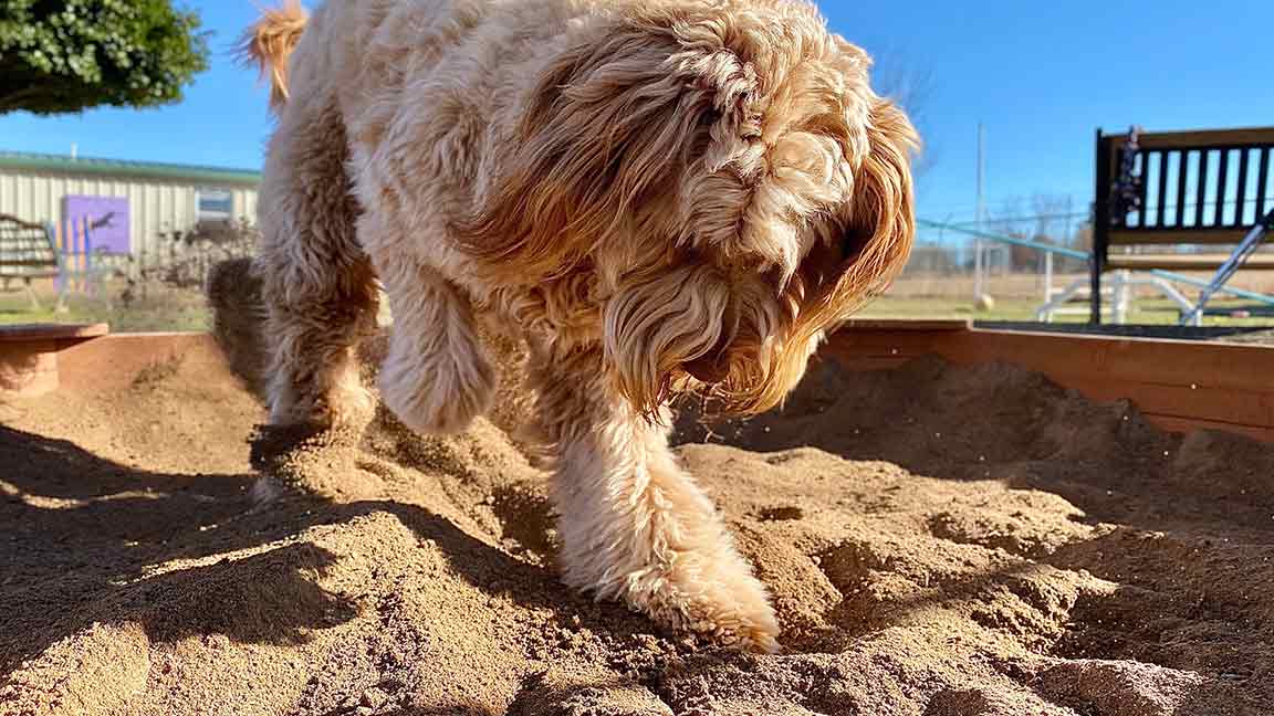 Goldendoodle Digging in Yard