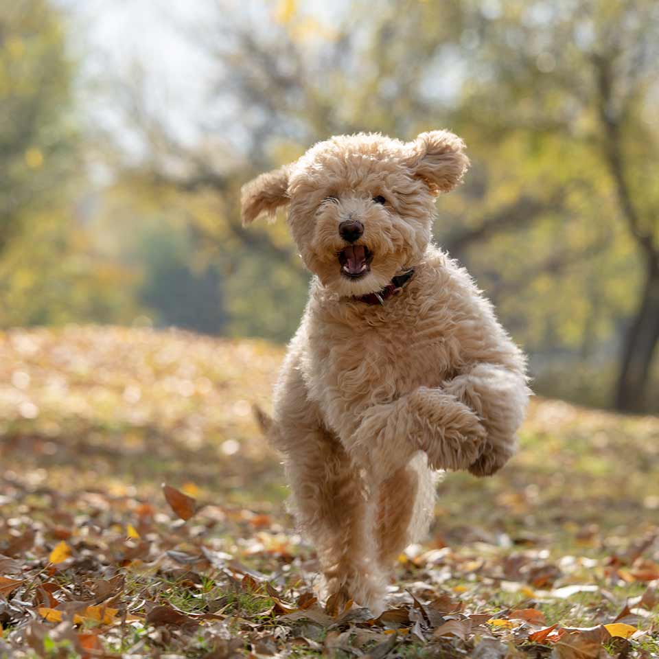 Goldendoodle-at-Fox-Creek-Farm-jumping-in-the-fall-leaves