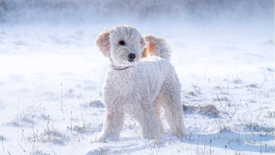 white mini Goldendoodle standing in the snow at Fox Creek farm