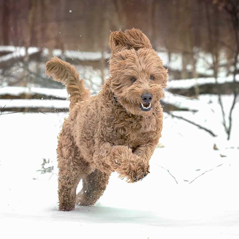 brown Goldendoodle jumping in the snow-covered forest