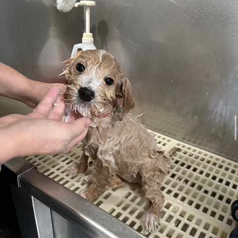 cute-goldendoodle-getting-bathed