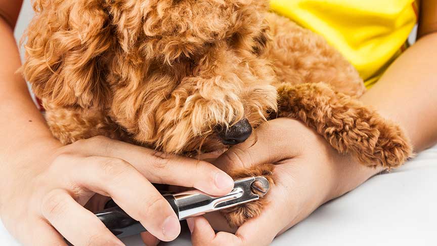 cutting Goldendoodle nails