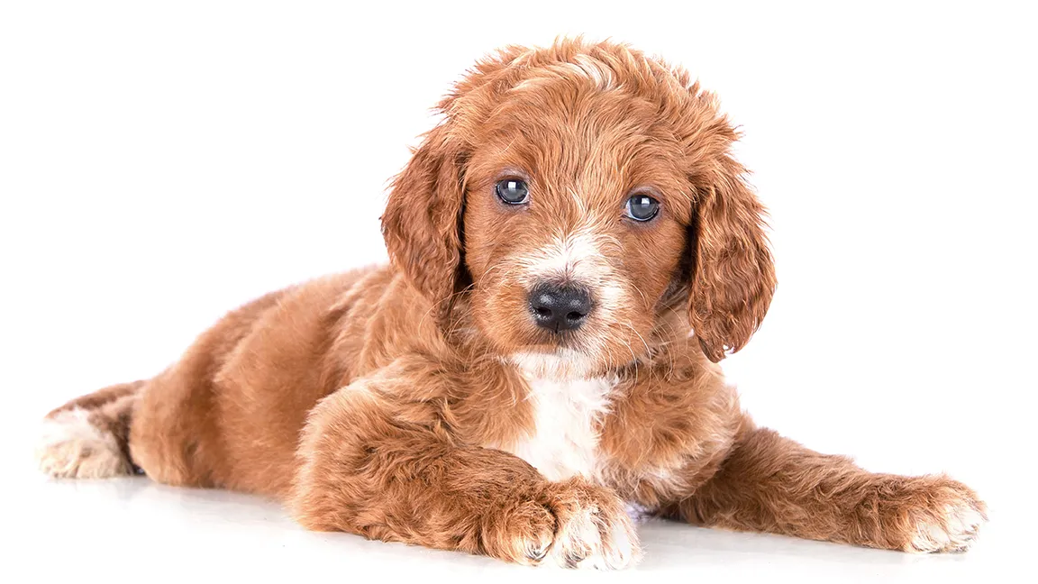 golden doodle puppy laying on white background