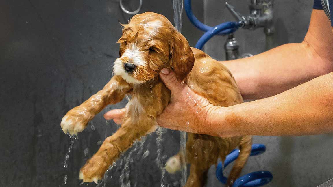 goldendoodle-puppy-being-washed-at-fox-creek-farm