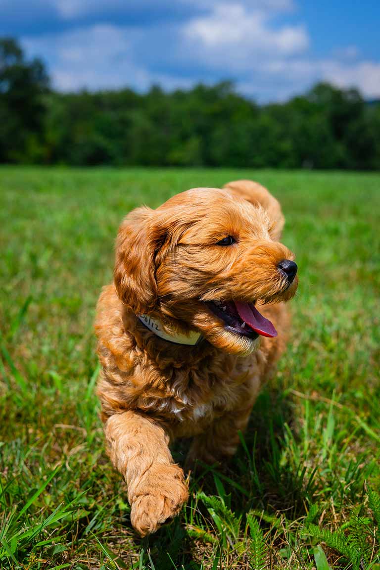 Red Goldendoodle Puppy Walking in Grass
