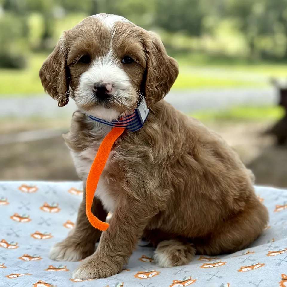 goldendoodle puppy from fox creek farm