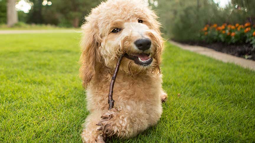 Goldendoodle sitting in grass at Fox Creek Farm