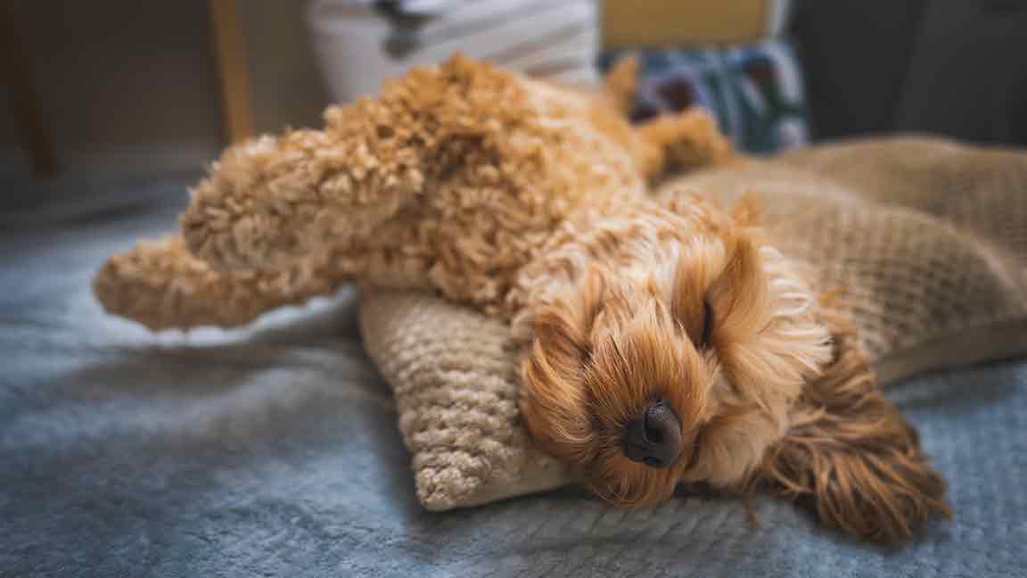 Goldendoodle sleeping on it's back at Fox Creek Farm