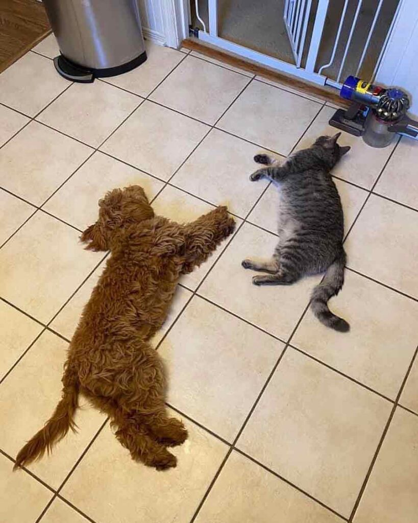 Why Does My Goldendoodle Have Unique Sleeping Positions?