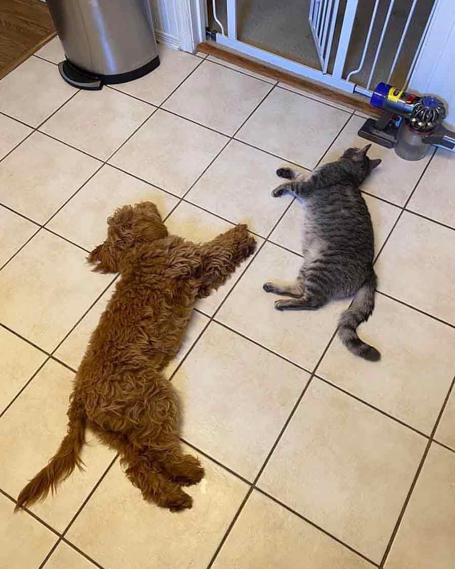 goldendoodle and cat sleeping on floor