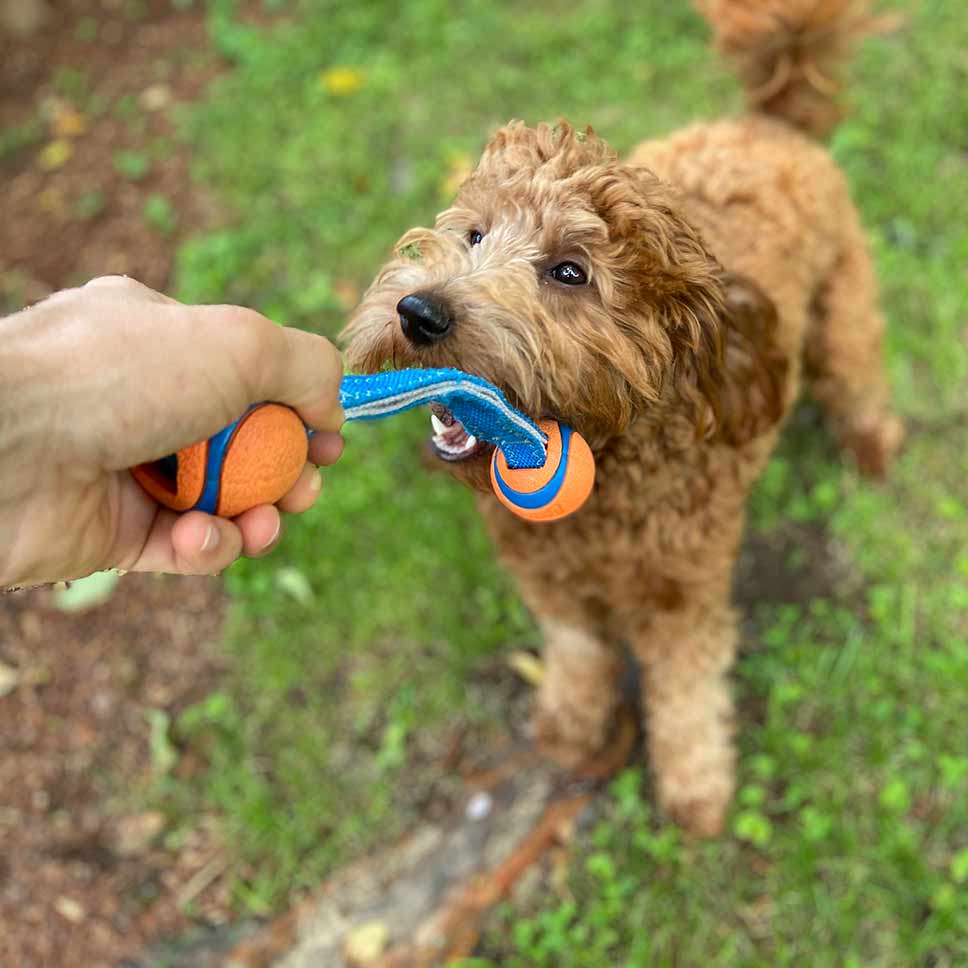 brown goldendoodle tugging on a toy