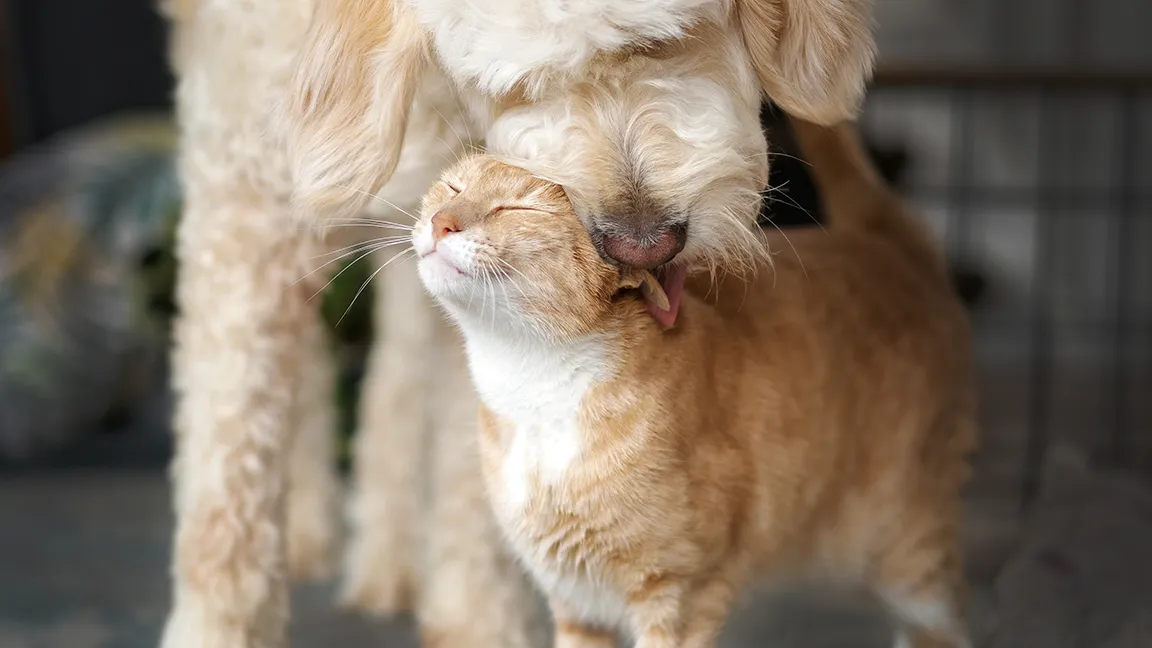 goldendoodle and cat snuggling