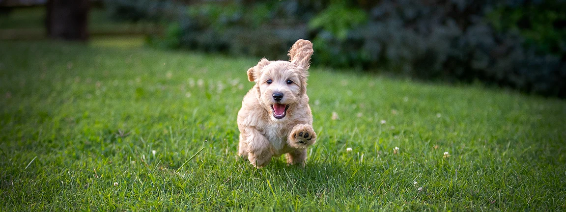 blond goldendoodle puppy 8 weeks running in grass