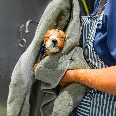 puppy-bath-at-fox-creek-farm