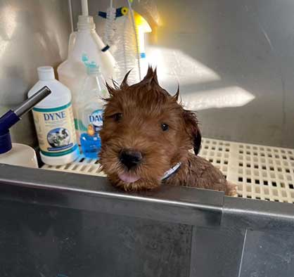 puppy-in-bath-with-tongue-out