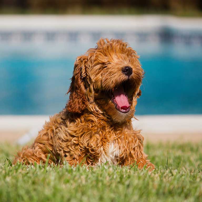 red mini Goldendoodle in grass by the pool